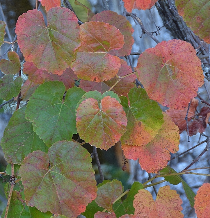closeup of autumn aspen leaves